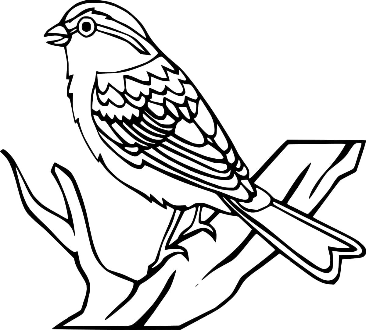 Regular Robin Bird coloring page - Download, Print or Color Online for Free