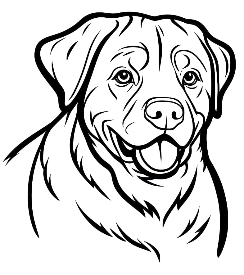 Rottweiler Face coloring page - Download, Print or Color Online for Free