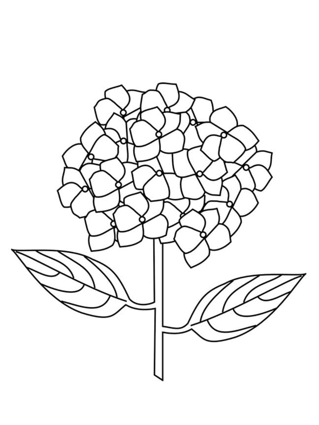 Simple Hydrangea