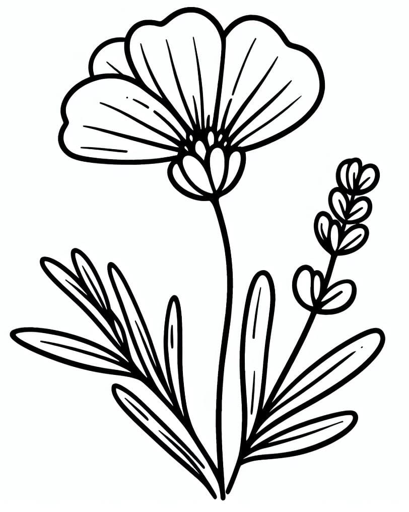 Simple Lavender coloring page - Download, Print or Color Online for Free