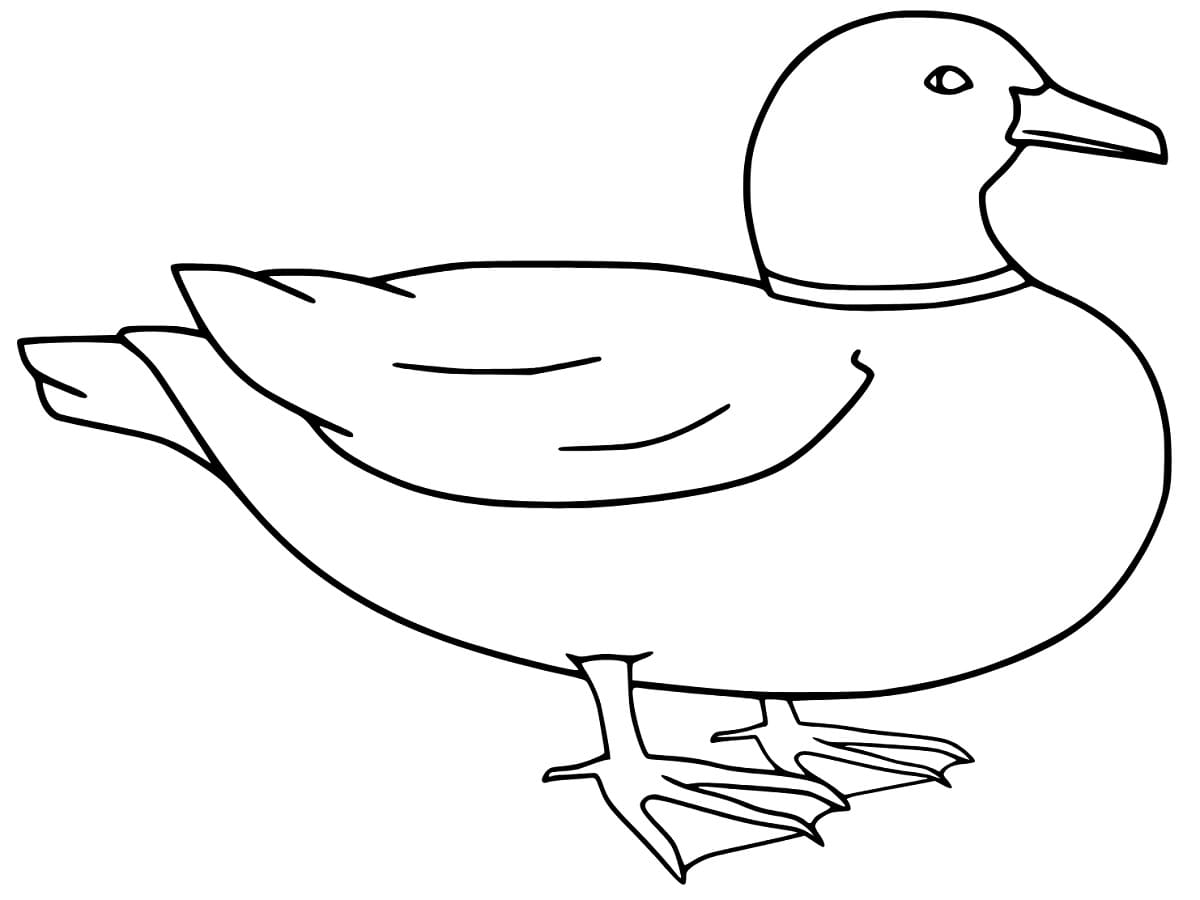 Simple Mallard Duck coloring page - Download, Print or Color Online for ...