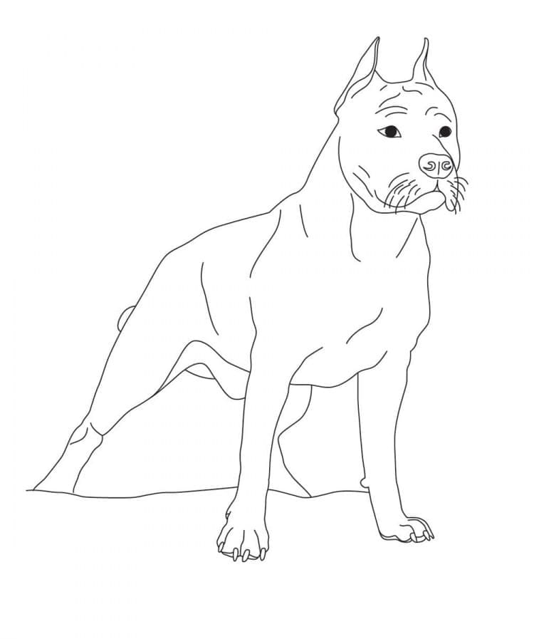 Simple Pitbull coloring page