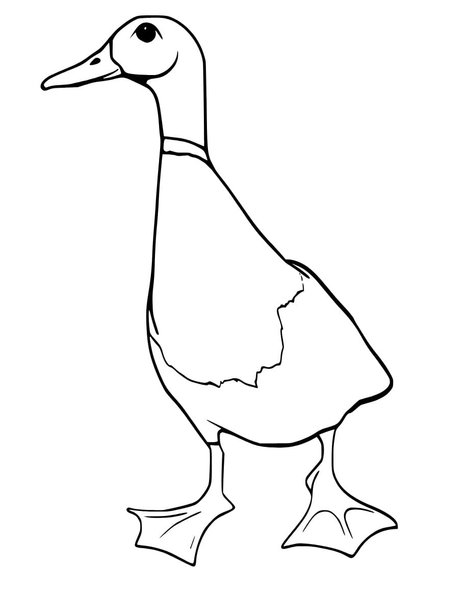 Standing Mallard Duck coloring page - Download, Print or Color Online ...