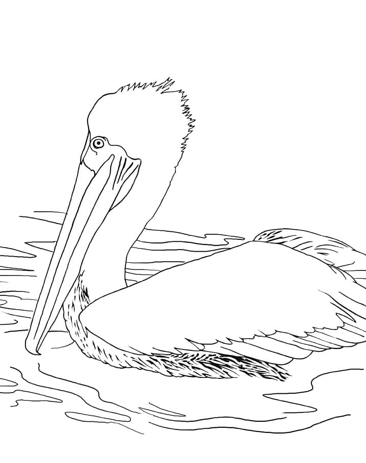 Swimming Pelican coloring page