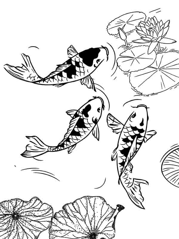 Three Koi Fishes