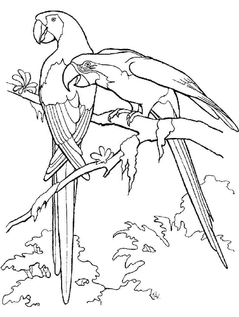 Two Macaws coloring page