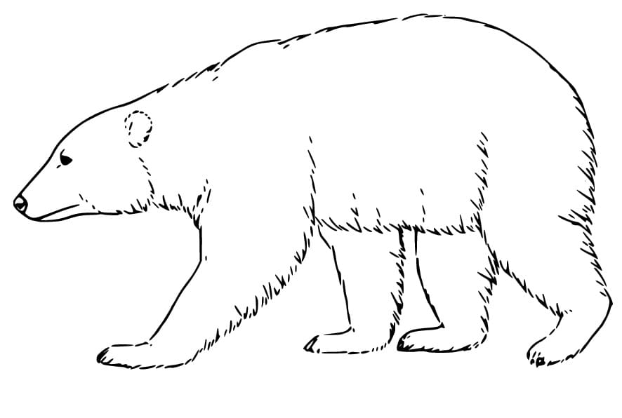 Walking Polar Bear coloring page