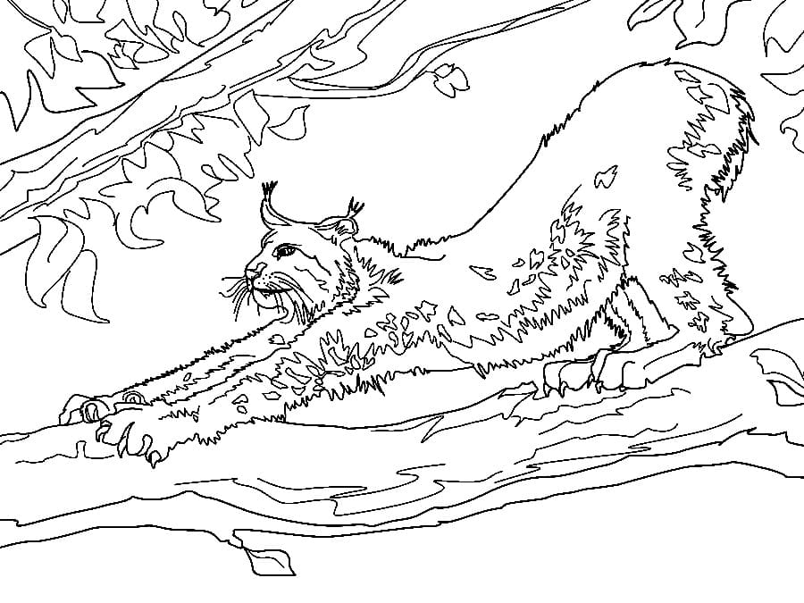 Wild Lynx coloring page