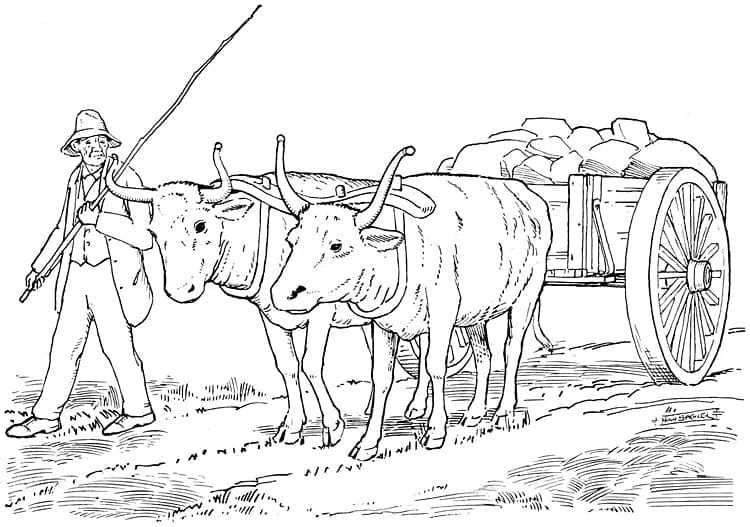 Yoked Oxen coloring page