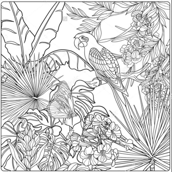 Papagaio na Selva coloring page