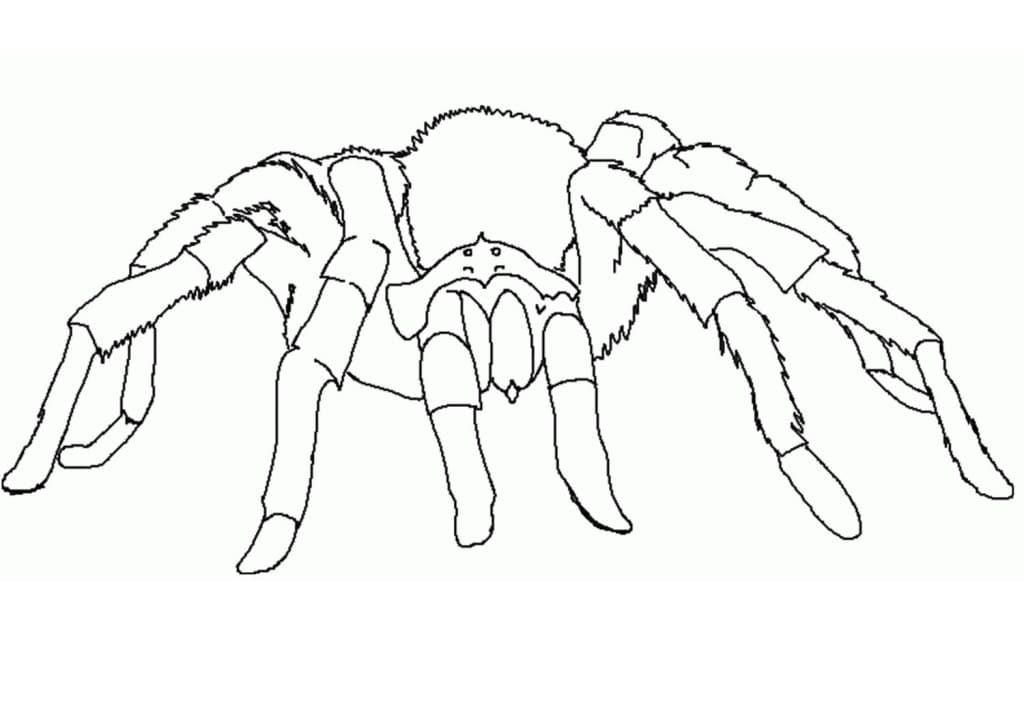 A Tarantula coloring page