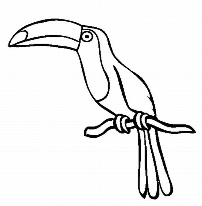 Curious Toucan coloring page