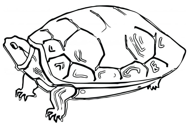 Drawing of Tortoise coloring page