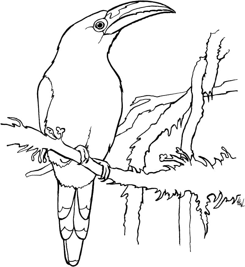 Emerald Toucan coloring page