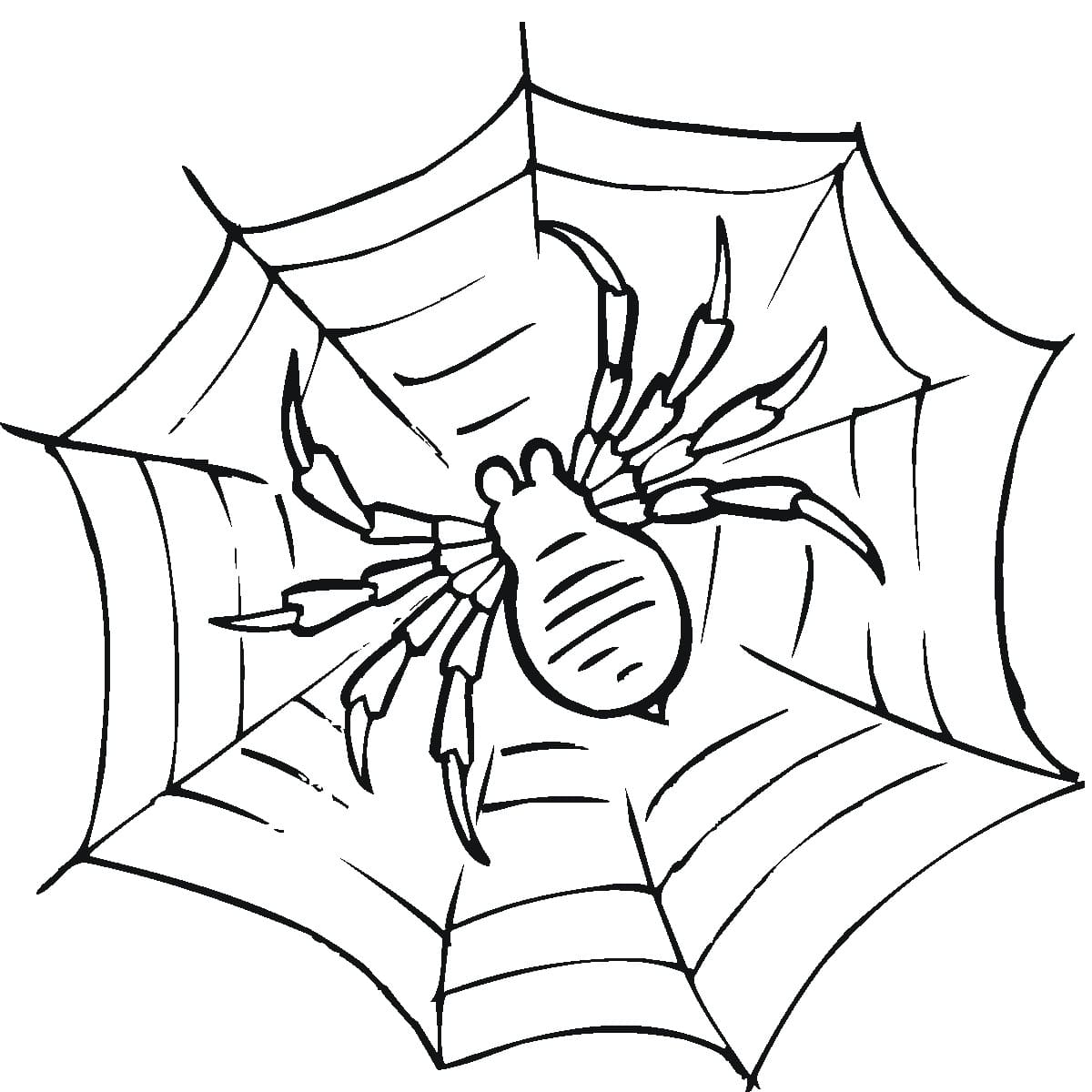 Free Tarantula Spider coloring page