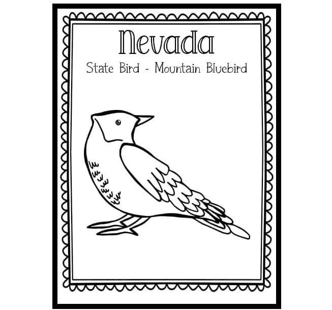 Nevada Bluebird