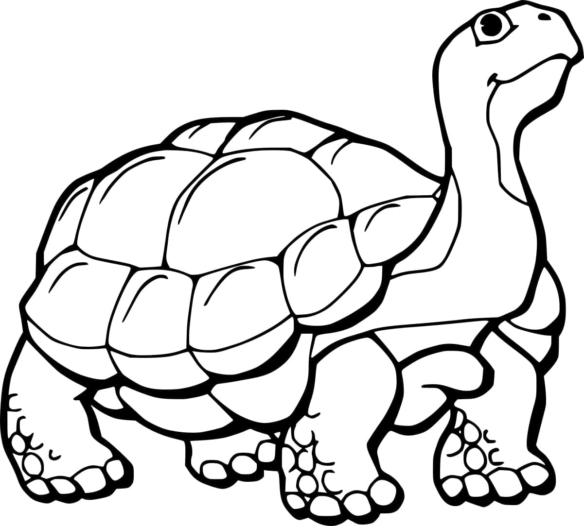 Normal Tortoise