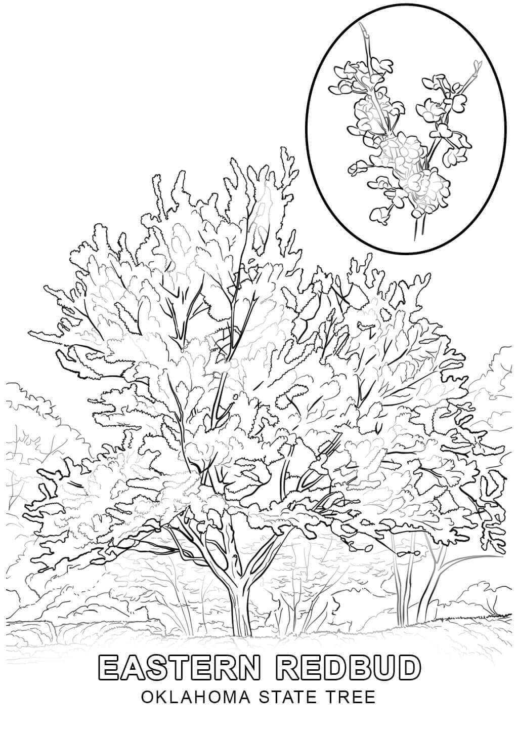 Oklahoma Tree coloring page