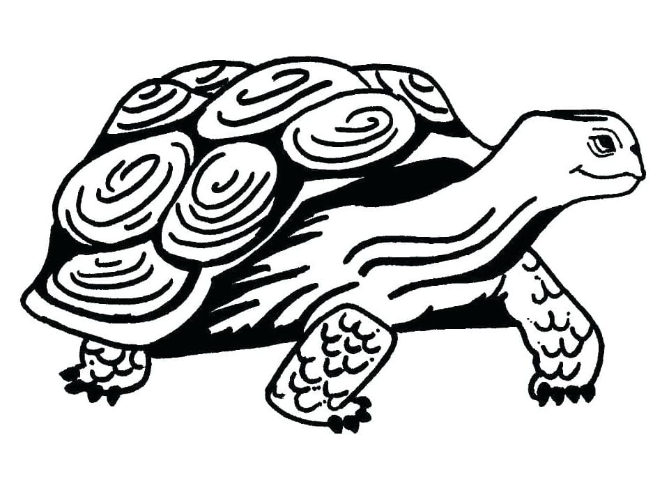 Old Tortoise coloring page