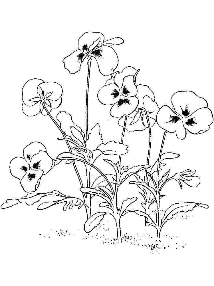 Printable Violet Flowers