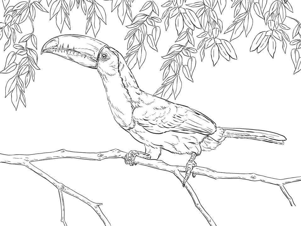 Realistic Toucan coloring page