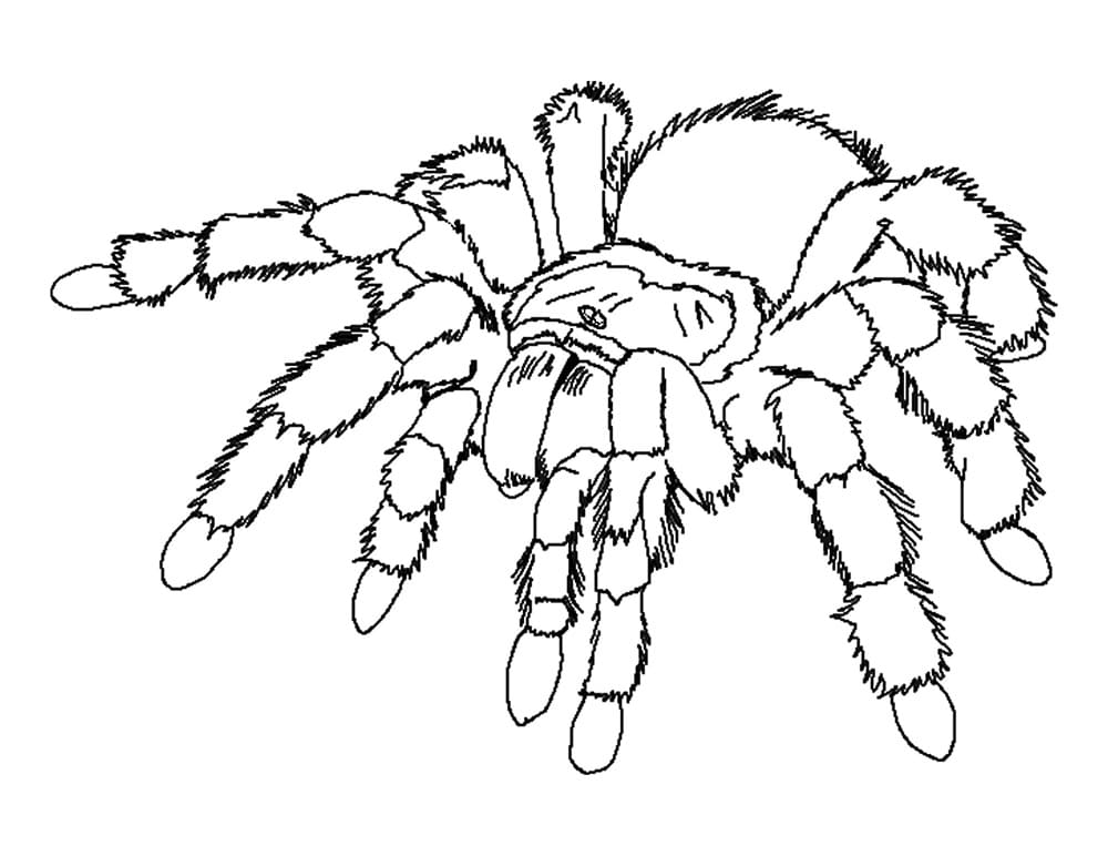 Tarantula Spider coloring pages