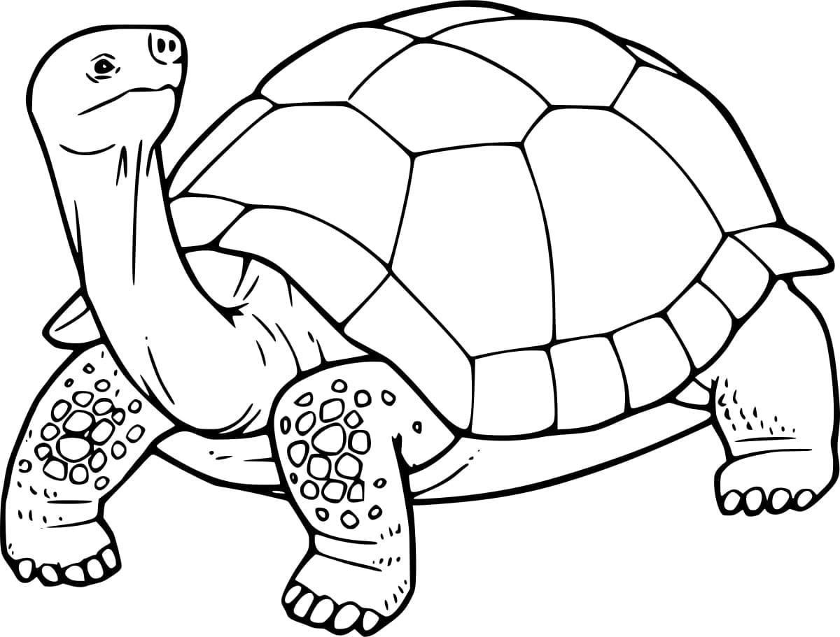 Regular Tortoise