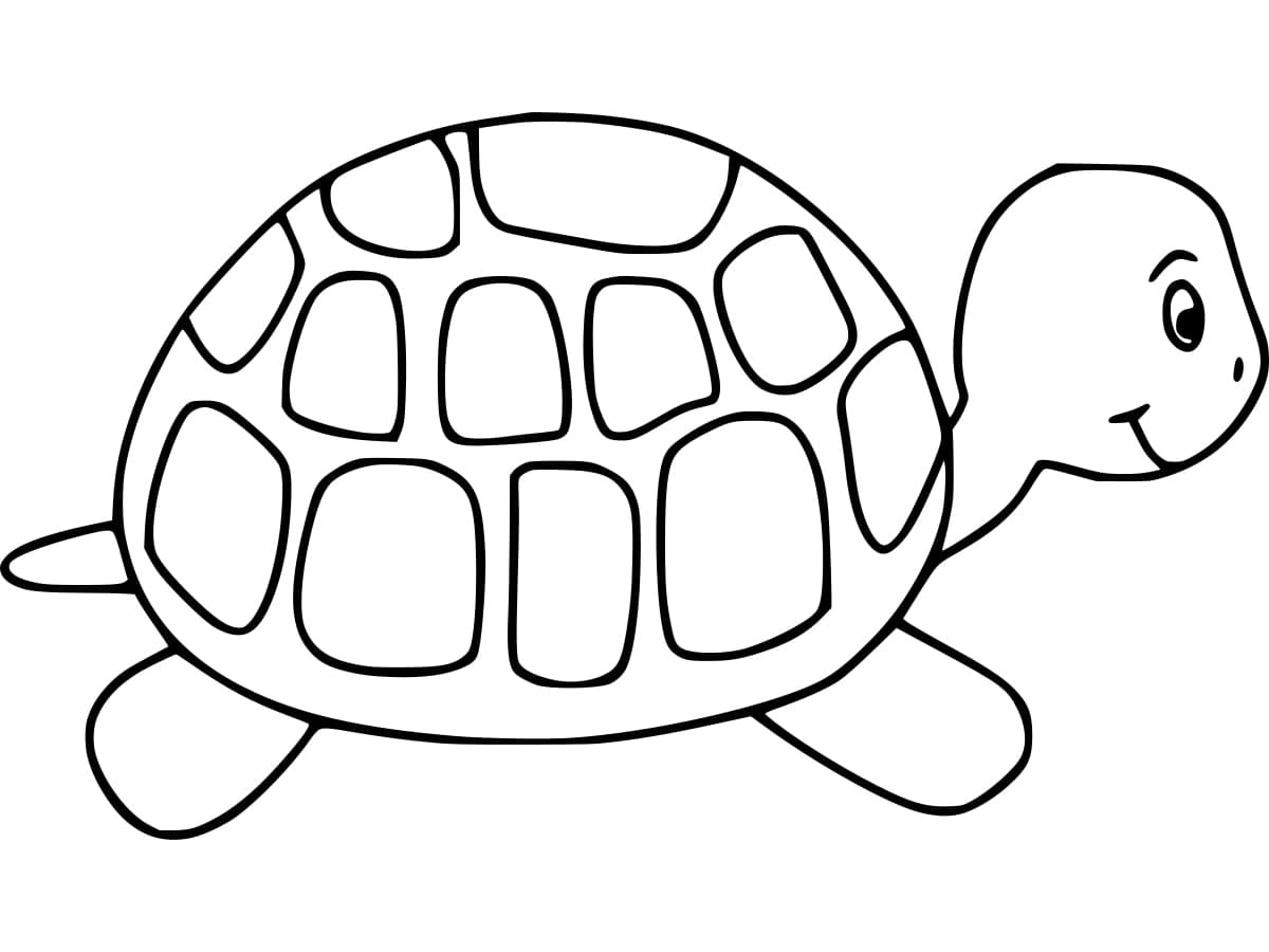 Simple Tortoise is Running