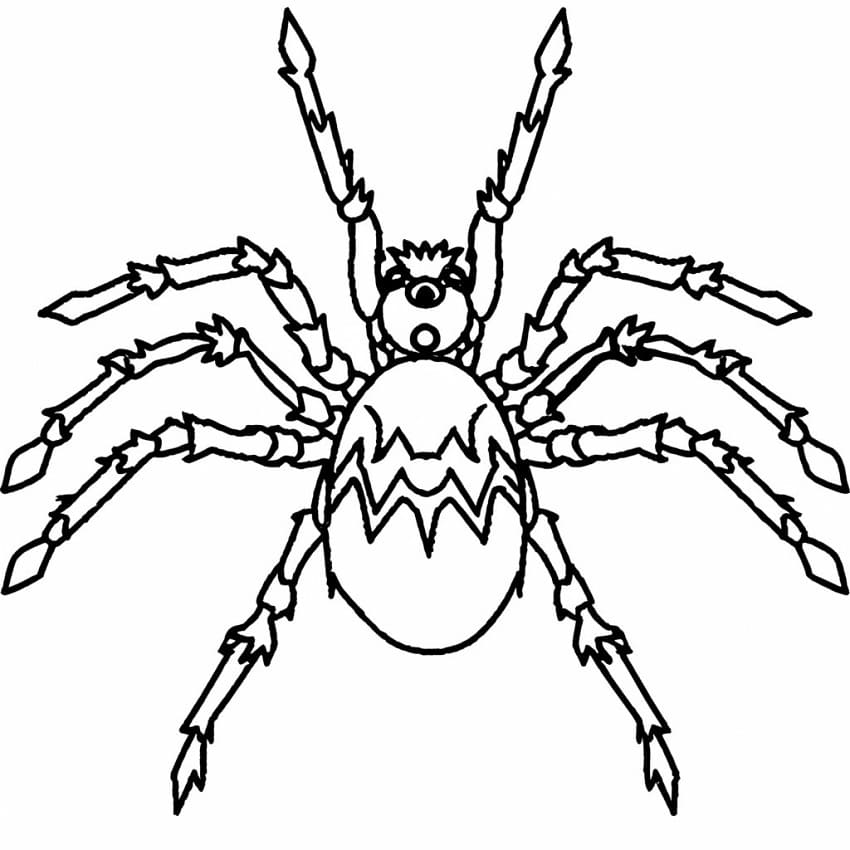 Tarantula Spider Image Coloring Page - Download, Print Or Color Online 