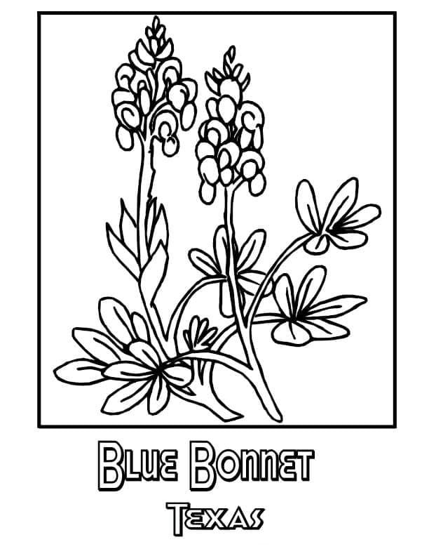 Texas State Flower coloring page