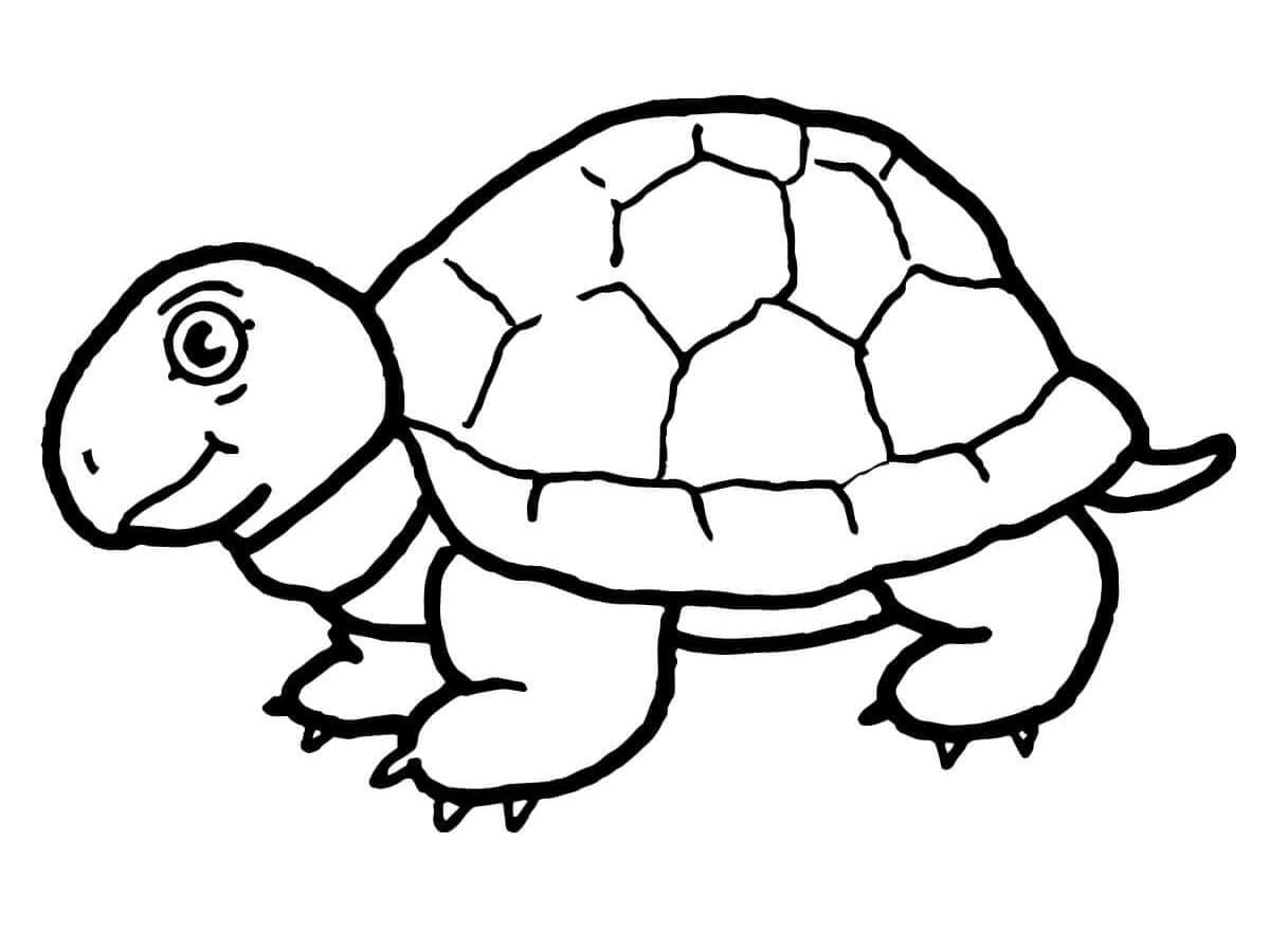 Tortoise Free Printable coloring page - Download, Print or Color Online ...