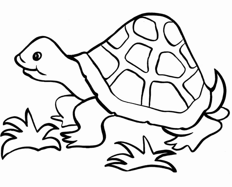 Tortoise on Ground coloring page