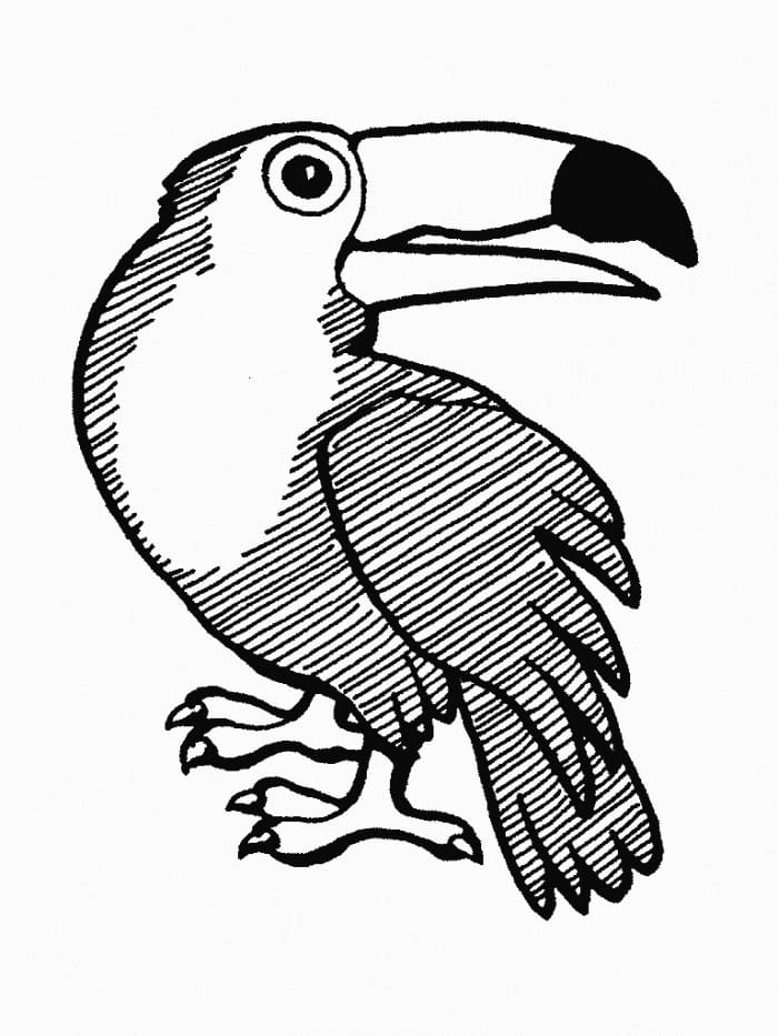 Toucan Bird Image coloring page