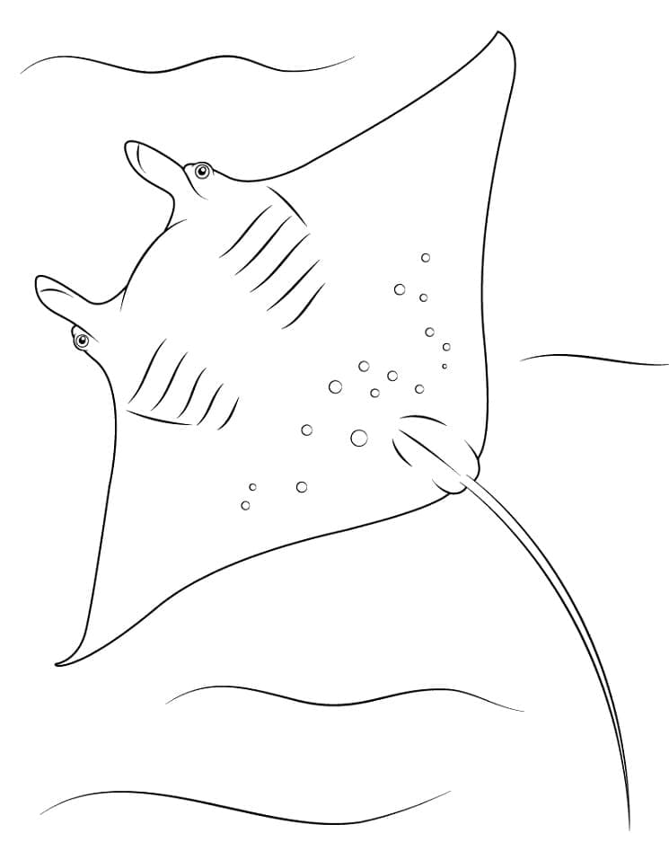 Drawing of Manta Ray