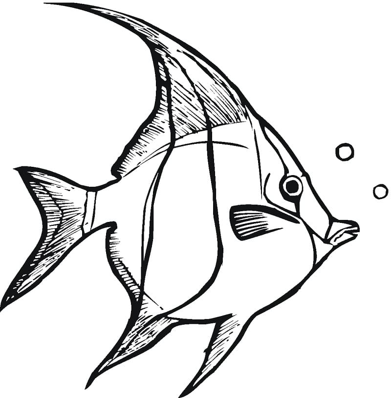 Ocean Angelfish coloring page - Download, Print or Color Online for Free