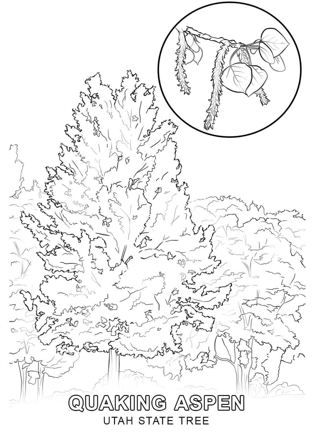 State of Utah Tree coloring page