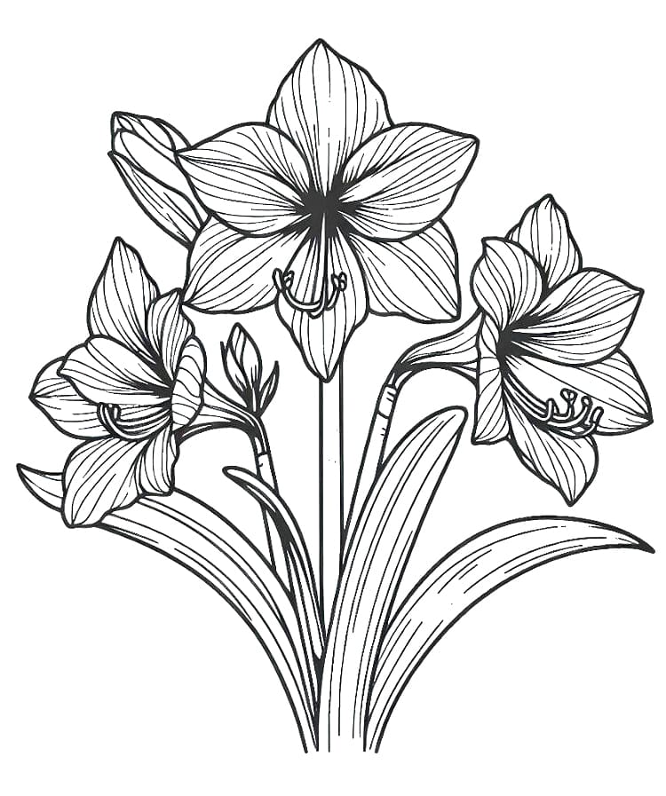 Amaryllis Flowers coloring page