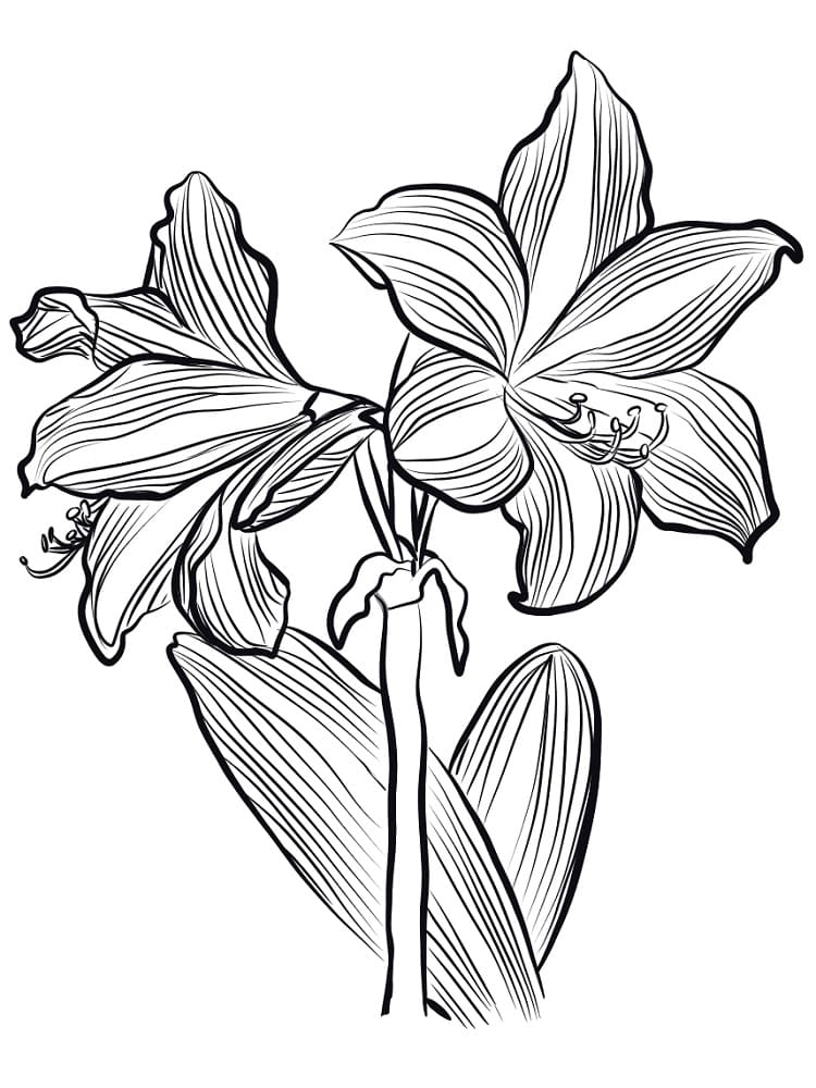 Amaryllis Image