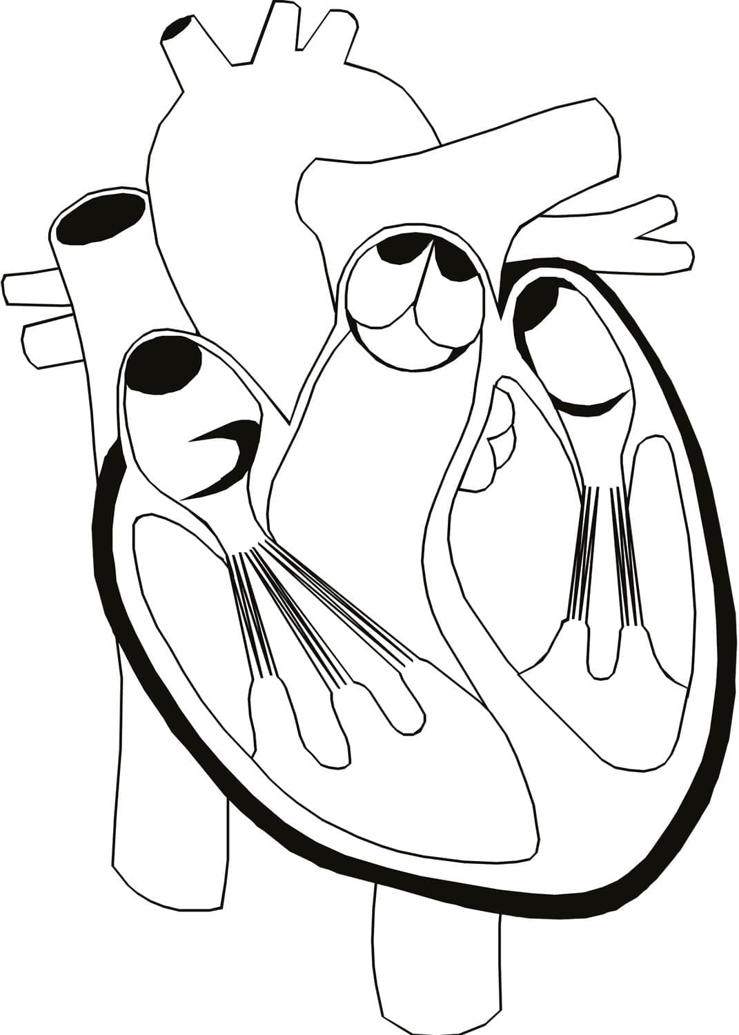 Anatomy Human Heart coloring page