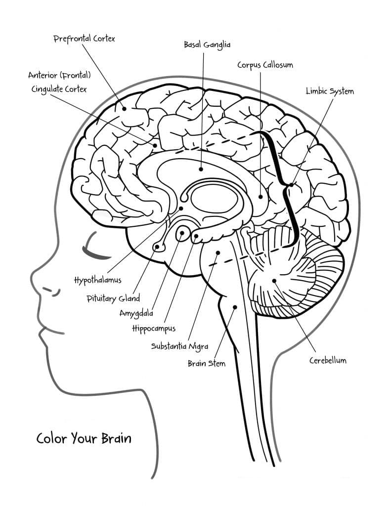 Anatomy of the Brain