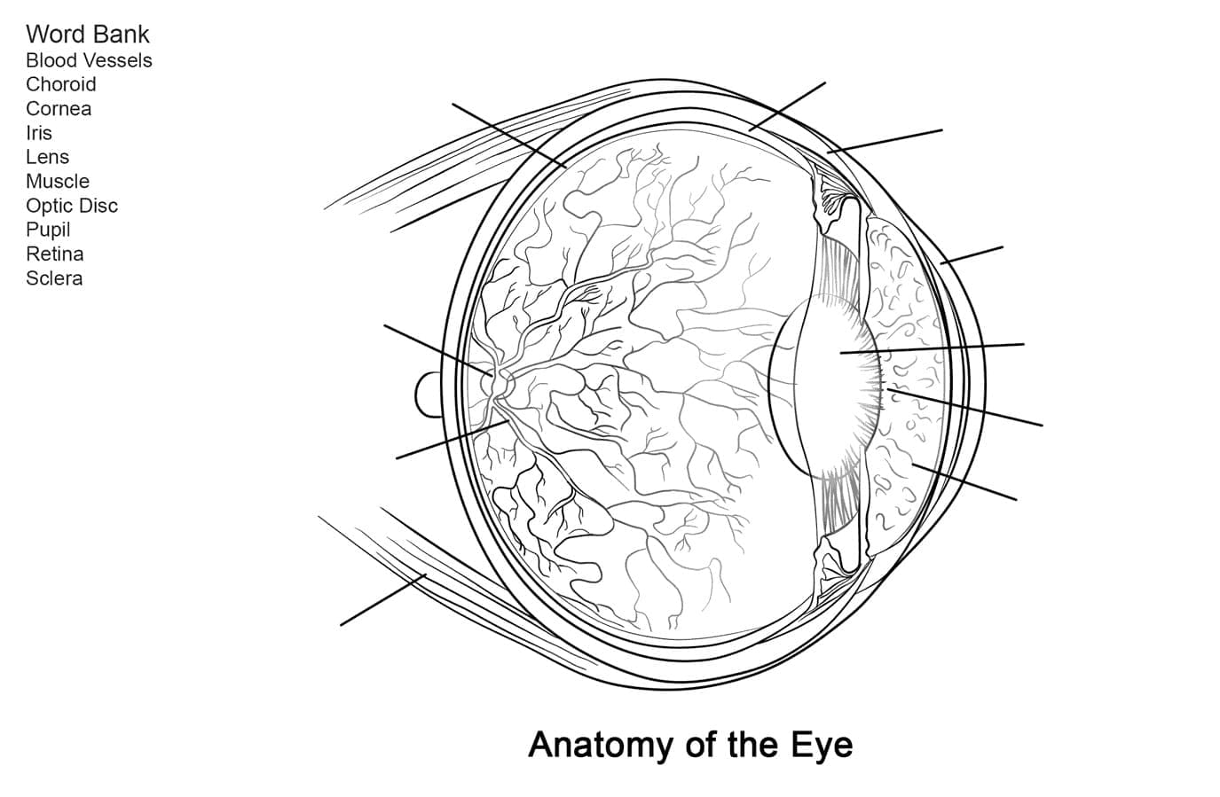 Anatomy of the Eye