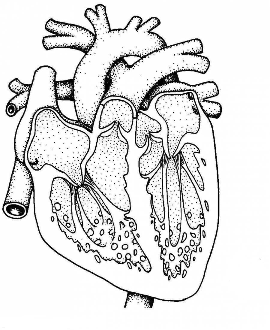 Anatomy of the Heart coloring page