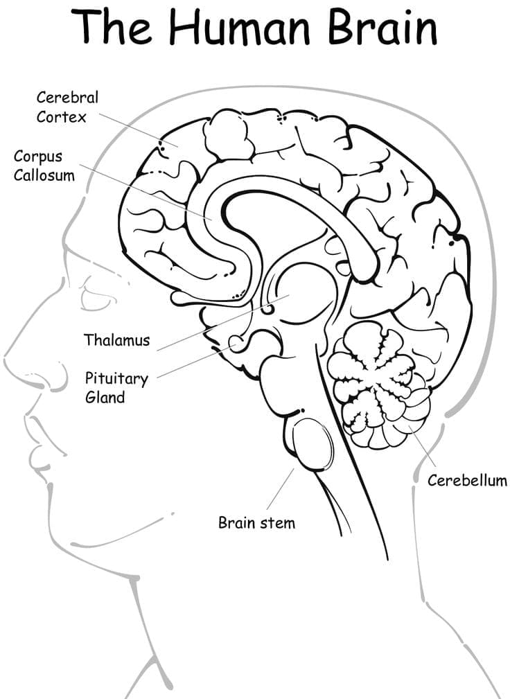 Anatomy of the Human Brain coloring page