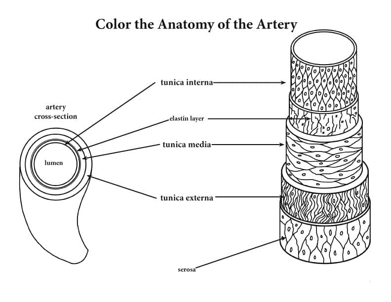 Anatomy on the Artery coloring page