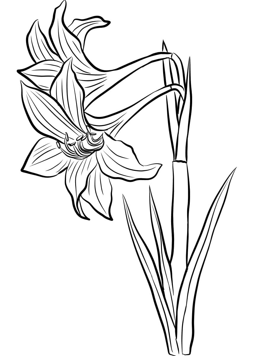 Beautiful Amaryllis coloring page