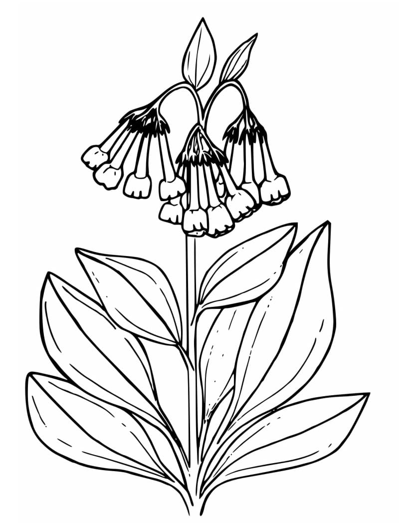 Bellflower Free coloring page