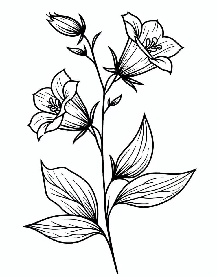 Bellflower coloring pages