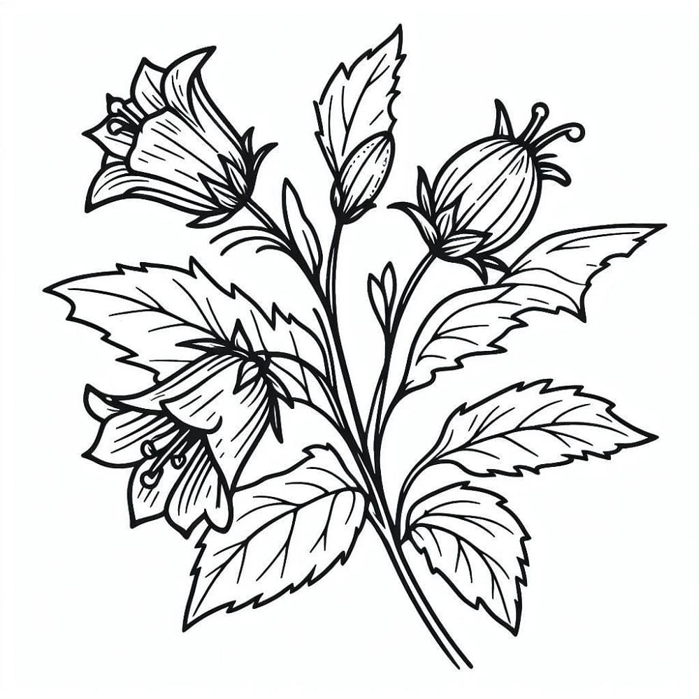 Free Printable Bellflower Coloring Page   Download, Print Or Color