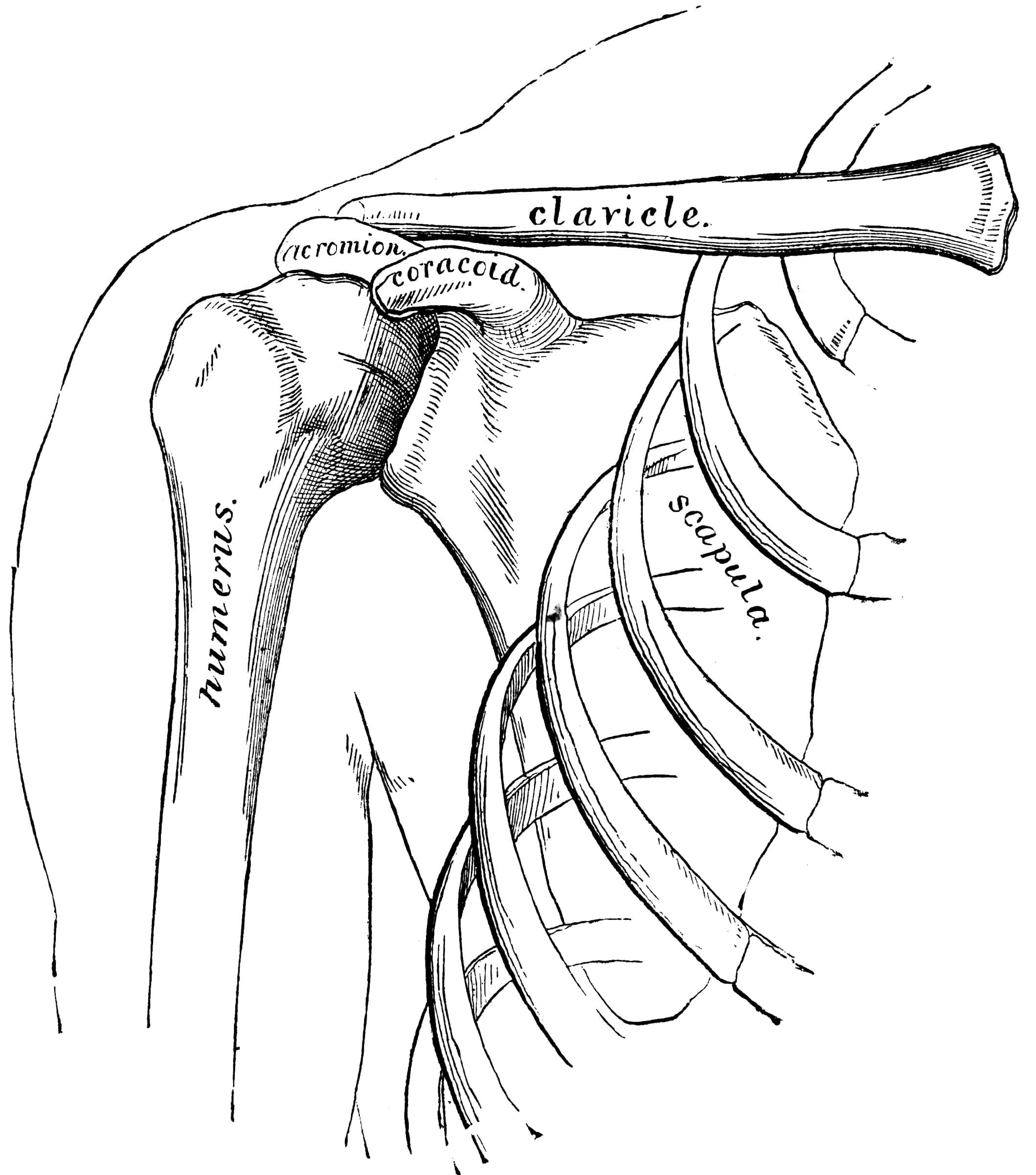 Bones Anatomy coloring page