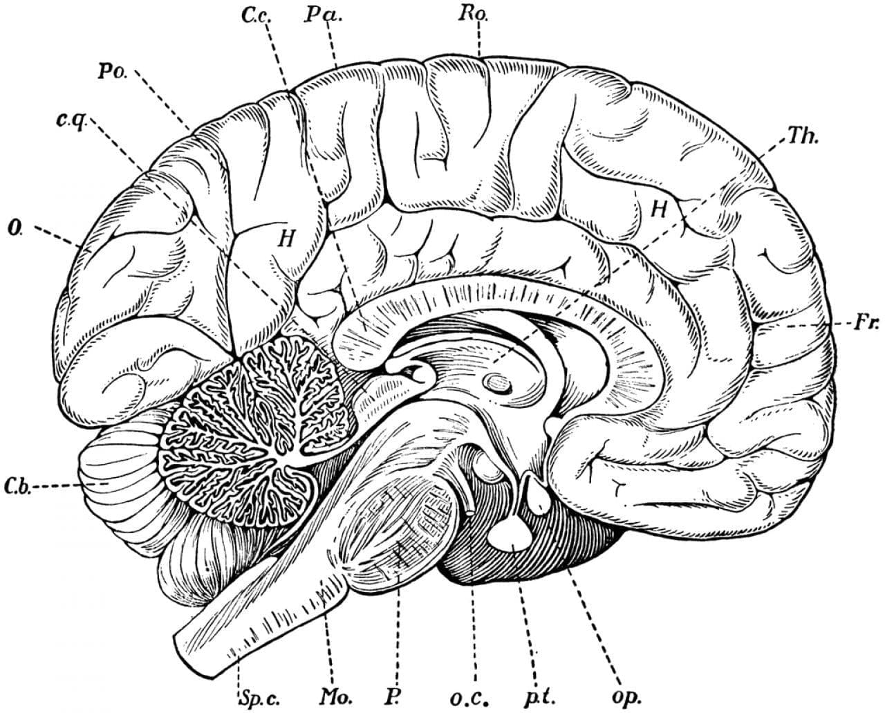 Brain Anatomy coloring page